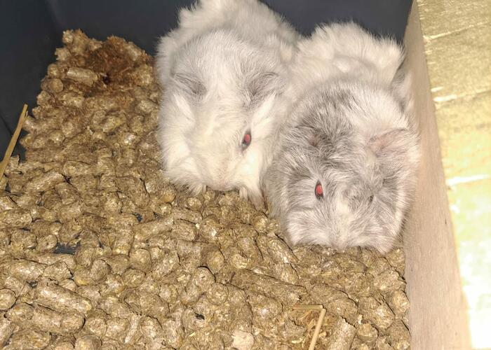 Grajewo ogłoszenia: Sprzedam Młodą Parę Świnek Morskich Peruwinki.  Młody Samiec i...