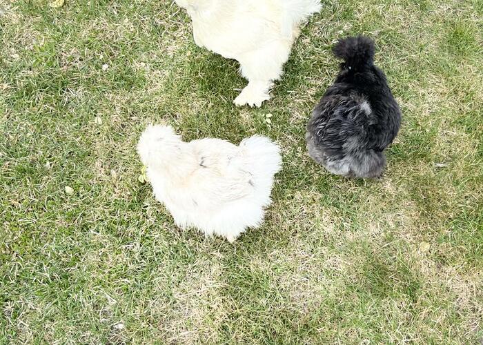 Grajewo ogłoszenia: 